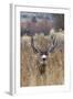 Mule Deer Buck-Ken Archer-Framed Photographic Print