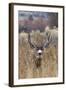 Mule Deer Buck-Ken Archer-Framed Photographic Print