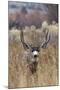 Mule Deer Buck-Ken Archer-Mounted Photographic Print