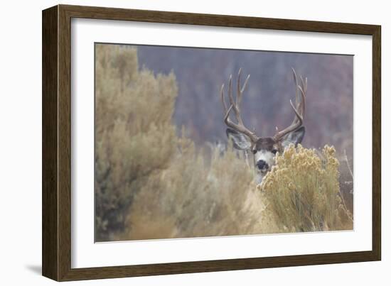 Mule Deer Buck-Ken Archer-Framed Photographic Print