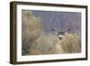 Mule Deer Buck-Ken Archer-Framed Photographic Print