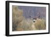 Mule Deer Buck-Ken Archer-Framed Photographic Print