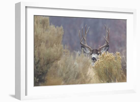 Mule Deer Buck-Ken Archer-Framed Photographic Print