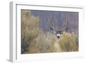 Mule Deer Buck-Ken Archer-Framed Photographic Print