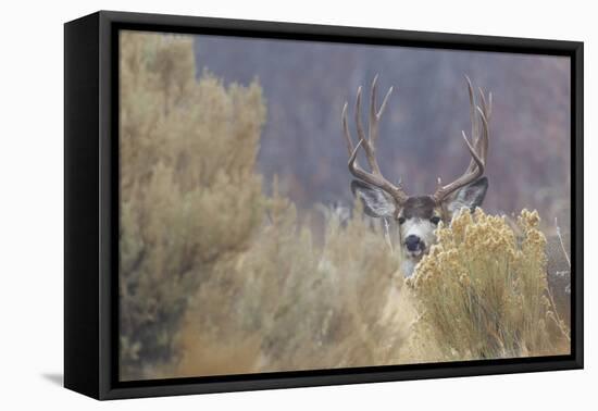 Mule Deer Buck-Ken Archer-Framed Stretched Canvas