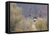 Mule Deer Buck-Ken Archer-Framed Stretched Canvas