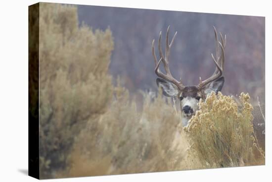 Mule Deer Buck-Ken Archer-Stretched Canvas