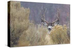 Mule Deer Buck-Ken Archer-Stretched Canvas