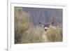 Mule Deer Buck-Ken Archer-Framed Photographic Print