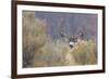 Mule Deer Buck-Ken Archer-Framed Photographic Print