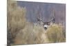 Mule Deer Buck-Ken Archer-Mounted Photographic Print