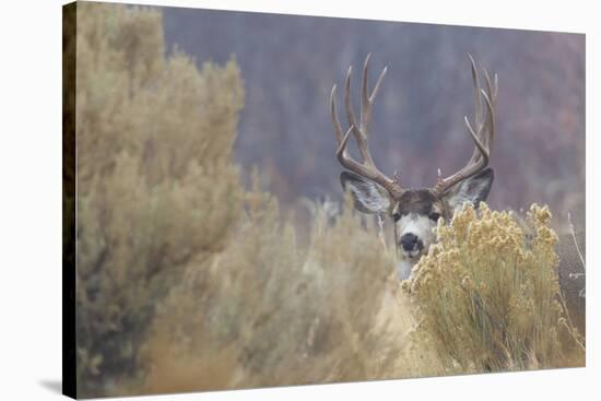 Mule Deer Buck-Ken Archer-Stretched Canvas