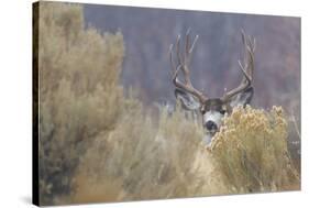 Mule Deer Buck-Ken Archer-Stretched Canvas