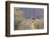 Mule Deer Buck-Ken Archer-Framed Photographic Print