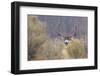 Mule Deer Buck-Ken Archer-Framed Photographic Print