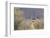 Mule Deer Buck-Ken Archer-Framed Photographic Print