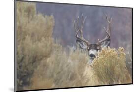 Mule Deer Buck-Ken Archer-Mounted Photographic Print