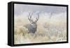 Mule Deer Buck-Ken Archer-Framed Stretched Canvas