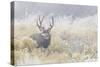 Mule Deer Buck-Ken Archer-Stretched Canvas