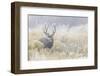 Mule Deer Buck-Ken Archer-Framed Photographic Print