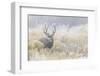 Mule Deer Buck-Ken Archer-Framed Photographic Print