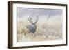 Mule Deer Buck-Ken Archer-Framed Photographic Print