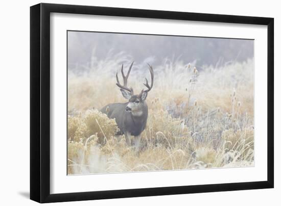 Mule Deer Buck-Ken Archer-Framed Photographic Print