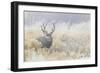 Mule Deer Buck-Ken Archer-Framed Photographic Print