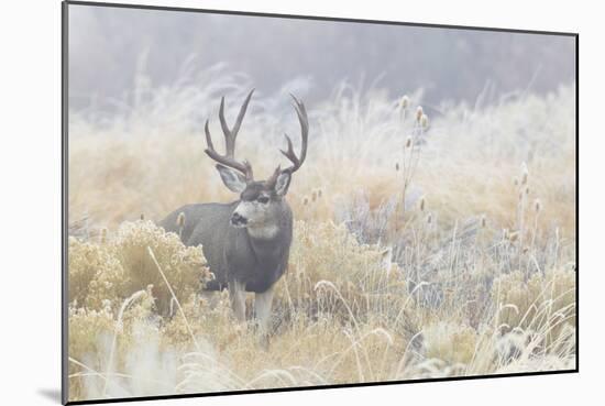 Mule Deer Buck-Ken Archer-Mounted Photographic Print