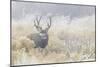 Mule Deer Buck-Ken Archer-Mounted Photographic Print