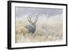 Mule Deer Buck-Ken Archer-Framed Photographic Print