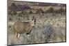 Mule deer buck-Ken Archer-Mounted Photographic Print