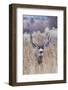 Mule deer buck-Ken Archer-Framed Photographic Print