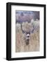 Mule deer buck-Ken Archer-Framed Photographic Print