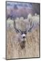 Mule deer buck-Ken Archer-Mounted Photographic Print