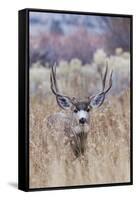 Mule deer buck-Ken Archer-Framed Stretched Canvas