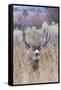 Mule deer buck-Ken Archer-Framed Stretched Canvas