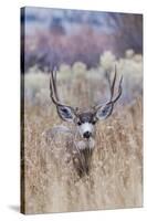 Mule deer buck-Ken Archer-Stretched Canvas