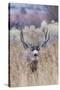 Mule deer buck-Ken Archer-Stretched Canvas