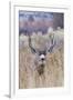 Mule deer buck-Ken Archer-Framed Photographic Print