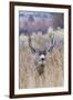 Mule deer buck-Ken Archer-Framed Photographic Print