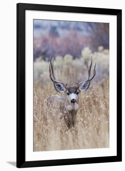 Mule deer buck-Ken Archer-Framed Photographic Print