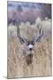 Mule deer buck-Ken Archer-Mounted Photographic Print