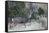 Mule deer buck-Ken Archer-Framed Stretched Canvas