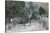 Mule deer buck-Ken Archer-Stretched Canvas