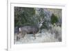 Mule deer buck-Ken Archer-Framed Photographic Print