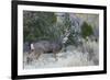 Mule deer buck-Ken Archer-Framed Photographic Print