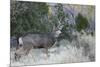 Mule deer buck-Ken Archer-Mounted Photographic Print