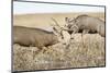 Mule Deer Bucks Fighting During Rut-Larry Ditto-Mounted Photographic Print