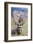 Mule Deer Bucks-Ken Archer-Framed Photographic Print